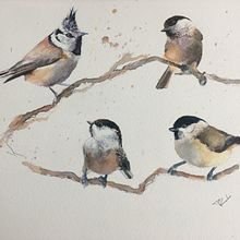 My project in Artistic Watercolor Techniques for Illustrating Birds course. Traditional illustration, and Watercolor Painting project by rob eadie - 03.13.2021