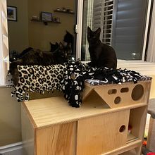 My proyecto - mueble para los gatitos. Projekt z dziedziny Obróbka drewna użytkownika Andres Kohn - 14.03.2021