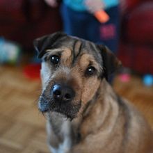Dogs&Cats Photography Project. Un proyecto de Fotografía de Danka Gajic - 15.03.2021