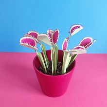 Paper Venus Fly Trap. Un progetto di Papercraft di Chanty Town - 15.03.2021