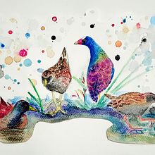 Tinguas de humedales de Bogotá. Un projet de Illustration traditionnelle de Nurys Esperanza Silva Cantillo - 15.03.2021