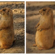 Digital wildlife paintings in procreate Ein Projekt aus dem Bereich Digitale Malerei und Realistische Zeichnung von Emma Niemans - 16.03.2021