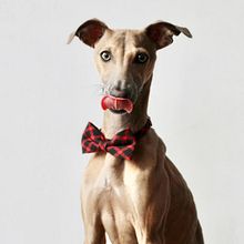 Mi Proyecto del curso: Introducción a la fotografía de perros. Un proyecto de Fotografía de Andrea Muñoz - 16.03.2021