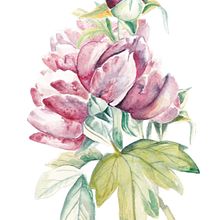 My project in Botanical Illustration with Watercolors course. Botanical Illustration, and Watercolor Painting project by Judith van Rijswijk - 03.20.2021