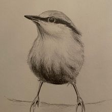 Artistic Watercolor Birds course. Een project van Traditionele illustratie, Naturalistische illustratie y Aquarelschilderen van Svetlana - 17.03.2021