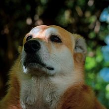 Mi Proyecto del curso: Fotografía lifestyle de perros Kyra_Naturaleza. Lifest, and le Photograph project by Laura Ávila - 03.18.2021