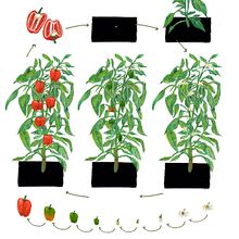 Primary school book about gardening. Un progetto di Illustrazione botanica, Illustrazione infantile, Disegno, Illustrazione editoriale e Illustrazione tradizionale di Gemma Plum - 01.09.2019