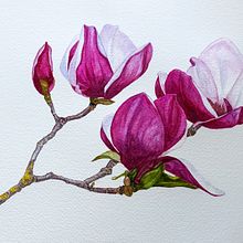 magnolia - watercolor. Watercolor Painting project by Sally Farrington - 03.01.2021