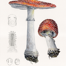 Mi Proyecto del curso: Ilustración botánica con acuarela. Ilustração tradicional, Ilustração botânica, Pintura em aquarela, Artes plásticas, Pintura, e Desenho projeto de Begoña Blázquez Parro - 18.03.2021