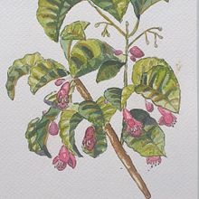 Puriri Watercolour. Un progetto di Pittura ad acquerello di Ellie Anne - 18.03.2021