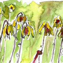 Field of Flowers. Watercolor Painting project by Nicole Roth - 03.18.2021