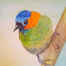 Meu projeto do curso: Ilustração naturalista de aves com aquarela. Fine Arts project by Eliane Guimarães do Carmo - 03.18.2021