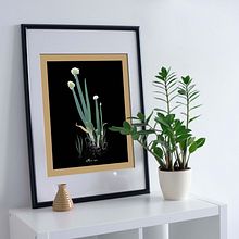 Scientific illustration. Botanical Illustration project by Dominika Uhrincová - 09.12.2020