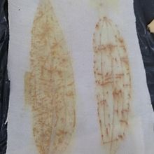 Caderno de mostras de bio_impressão. Un progetto di Stampa e Tintura tessile di Harth Brito - 19.03.2021