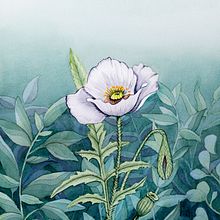 My project in Negative Watercolor Painting for Botanical Illustration course. Projekt z dziedziny Malowanie akwarelą użytkownika ellestaples - 19.03.2021
