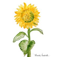 Mi Proyecto del curso: Creación de paletas de color con acuarela. Een project van Animatie van Mercedes Lamborelle - 20.03.2021