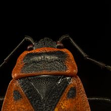 Chinche de Fuego, Macro Extremo. Un proyecto de Fotografía, Fotografía de estudio y Fotografía de retrato de Sergio Gómez - 21.03.2021
