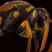 Avispa de papel Europea, Macro Extremo. Un proyecto de Fotografía, Fotografía de estudio y Fotografía de retrato de Sergio Gómez - 21.03.2021