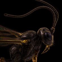 Avispa Parasitaria, Macro Extremo. Un proyecto de Fotografía, Fotografía de estudio y Fotografía de retrato de Sergio Gómez - 21.03.2021