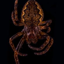 Nuctenea umbratica, Macro Extremo. Un proyecto de Fotografía, Fotografía de estudio y Fotografía de retrato de Sergio Gómez - 21.03.2021