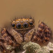 Araña Saltarina, Macro Extremo. Un proyecto de Fotografía, Fotografía de estudio y Fotografía de retrato de Sergio Gómez - 21.03.2021