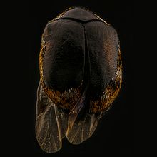 Anthrenus verbasci, Macro Extremo. Un proyecto de Fotografía de estudio, Fotografía de retrato y Fotografía documental de Sergio Gómez - 21.03.2021