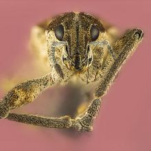 Gorgojo, Macro Extremo. Un proyecto de Fotografía de estudio, Fotografía de retrato y Fotografía documental de Sergio Gómez - 21.03.2021