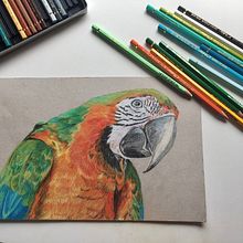 Draw a macaw . % babette_dobbenie tarafından hazırlanan Kalem Çizimi projesi - 03.22.2021