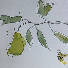 A world of pears. Desenho artístico, Ilustração botânica, Ilustração tradicional, Ilustração naturalista, e Pintura em aquarela projeto de Lindsay Redinger - 23.03.2021