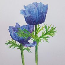 My project in Botanical Illustration with Watercolors course. Watercolor Painting, Artistic Drawing, Botanical Illustration, and Drawing project by Esther Middel - 03.25.2021