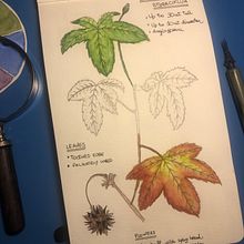 My project in Botanical Watercolor Sketchbook course. Un projet de Aquarelle de nico88_it - 25.03.2021