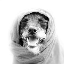 Meu projeto do curso: Fotografia lifestyle de cachorros Ein Projekt aus dem Bereich Fotografie für Instagram von maira_piccolotto - 26.03.2021