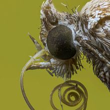 Polilla Pluma, Macro Extremo. Un proyecto de Fotografía, Fotografía de estudio, Fotografía de retrato y Fotografía documental de Sergio Gómez - 28.03.2021