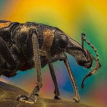 Picudo de los Pinos, Macro Extremo.. Un proyecto de Fotografía, Fotografía de estudio, Fotografía de retrato y Fotografía documental de Sergio Gómez - 28.03.2021