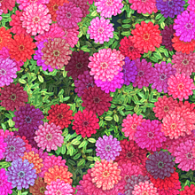 Randomised floral pattern. Botanical Illustration, Traditional illustration, and Pattern Design project by Nina Ćulafić - 01.28.2021