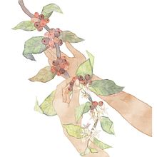 Coffee packaging design- illustration. Botanical Illustration, Traditional illustration, and Packaging project by Nina Ćulafić - 02.10.2021