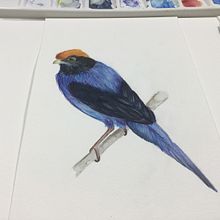 Meu projeto do curso: Ilustração naturalista de aves com aquarela. Traditional illustration project by Priscila Zavadil - 03.28.2021