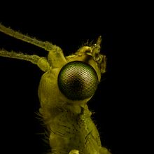 Crisopa, Macro Extremo.. Un proyecto de Fotografía, Fotografía de estudio, Fotografía de retrato y Fotografía documental de Sergio Gómez - 29.03.2021