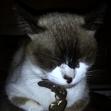 Projeto "GATOS DO COTIDIANO" do curso: Fotografia profissional para Instagram. Un progetto di Fotografia con smartphone di Bárbara Melissa Cordeiro Pereira - 30.03.2021