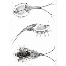 Triops en Puntillismo. Un progetto di Disegno, Disegno a matita, Design di tatuaggi, Illustrazione tradizionale, Social media e Sketchbook di Alba Martí Serra - 30.03.2021
