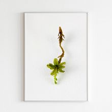 Musgario. Photographic Composition, Photograph, and Digital Photograph project by Javiera Videla - 07.30.2019