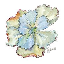 My project in Botanical Sketchbooking: A Meditative Approach course. Projekt z dziedziny R, sunek botaniczn, Trad, c, jna ilustracja i Malowanie akwarelą użytkownika Lapin - 31.03.2021