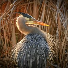 My Bird Obsession. Een project van Fotografie y Buitenfotografie van Chris Rusnak - 31.03.2021