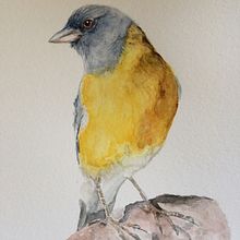 Mi Proyecto del curso: Acuarela artística para ilustración de aves. Watercolor Painting project by Gabriela Saldivia - 04.01.2021