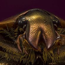 Escarabajo de las Rosas, Macro Extremo.. Un proyecto de Fotografía, Fotografía de estudio, Fotografía de retrato y Fotografía documental de Sergio Gómez - 01.04.2021