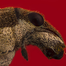 Gorgojo, Macro Extremo.. Un proyecto de Fotografía, Fotografía de estudio, Fotografía de retrato y Fotografía documental de Sergio Gómez - 01.04.2021