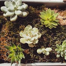 My project in Design and Creation of Botanical Compositions course Ein Projekt aus dem Bereich H und werk von Silje A. Meum - 02.04.2021