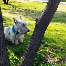 Mi Proyecto del curso: Fotografía lifestyle de perros.. Photograph, Portrait Photograph, Lifest, le Photograph, Instagram Photograph, Documentar, and Photograph project by Víctor Manuel Espejel de Gante - 04.02.2021