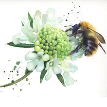 Watercolour bumble bee . Projekt z dziedziny Malowanie akwarelą użytkownika Sarah Stokes - 02.04.2021