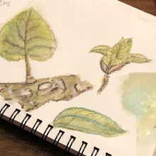 Hydrangea Leaves Grisaille. Pintura em aquarela projeto de joconnor3329 - 03.04.2021